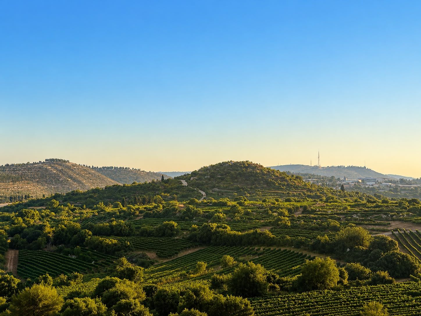 הרותם - 2