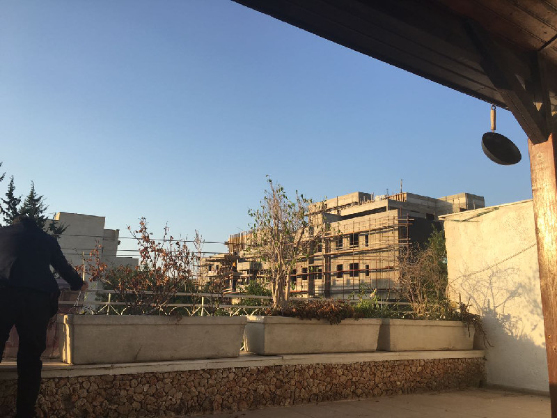 דפנה - 4