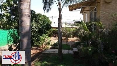 עצמון - 3