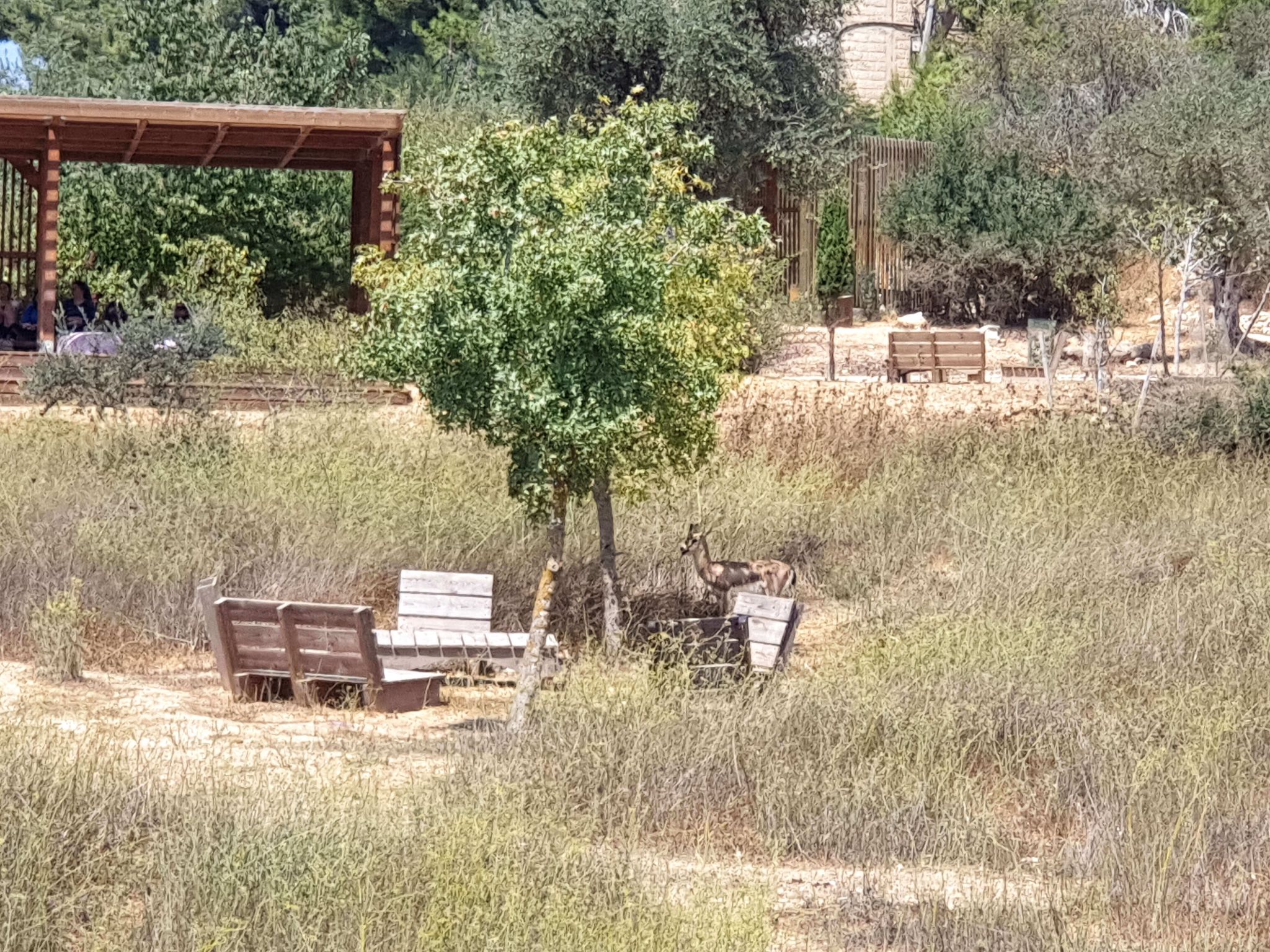 האוזנר גדעון - 5