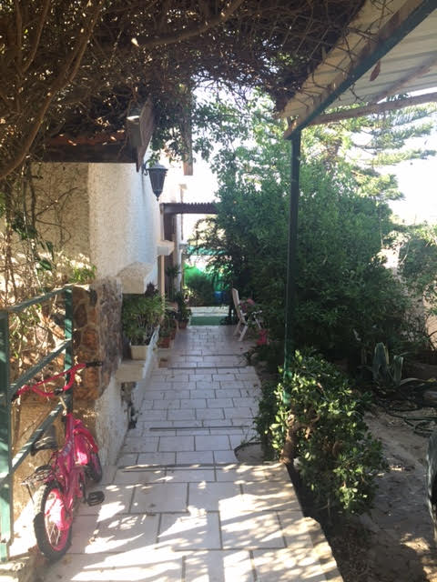 כלנית - 2