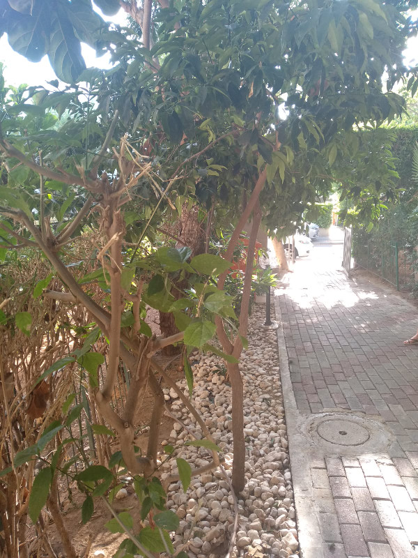 דניאל - 10
