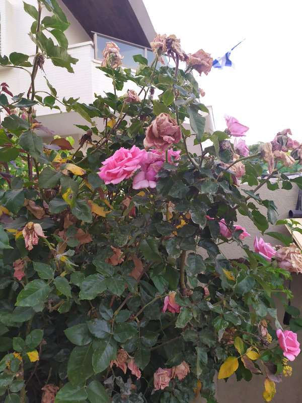 הפור - 23