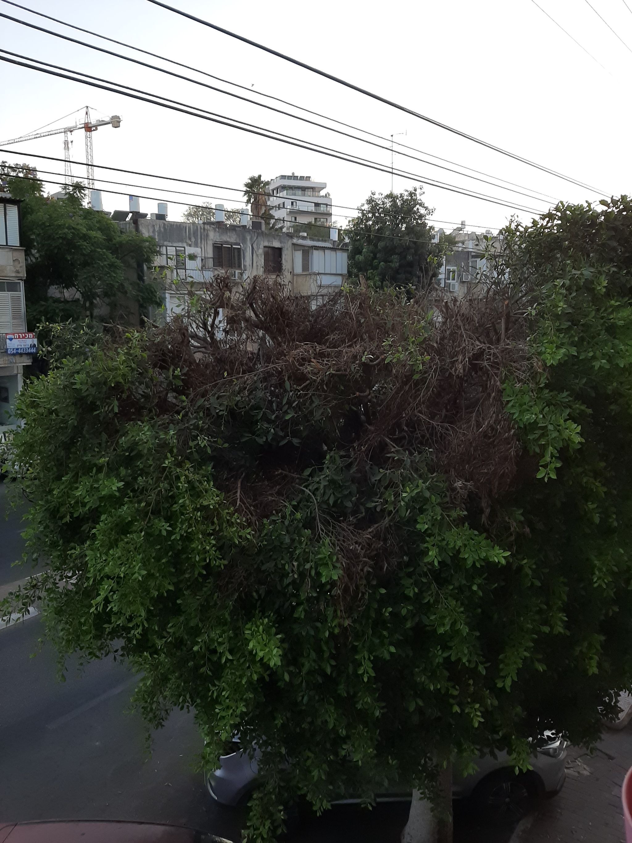 כצנלסון  - 2