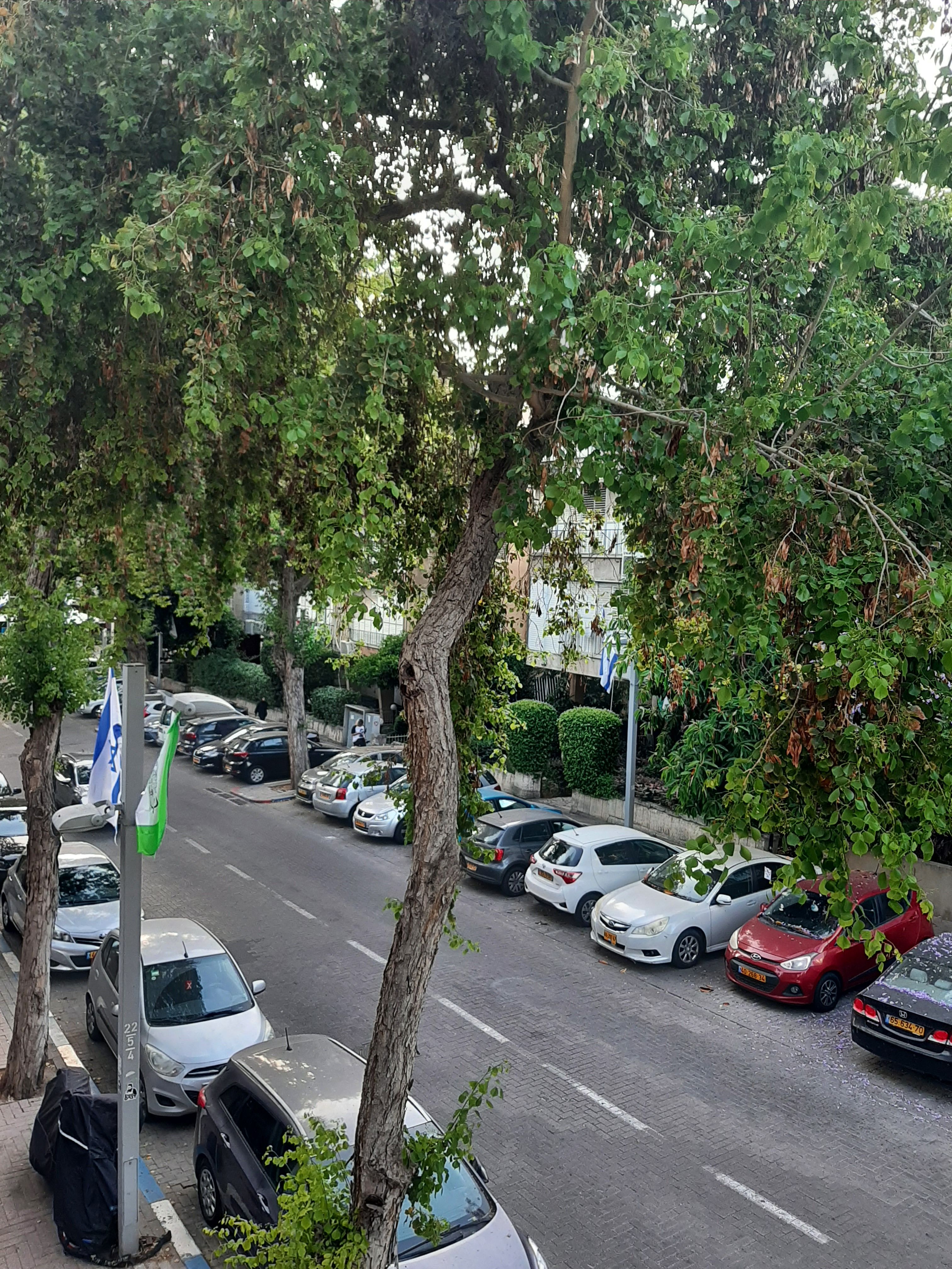 שינקין - 3