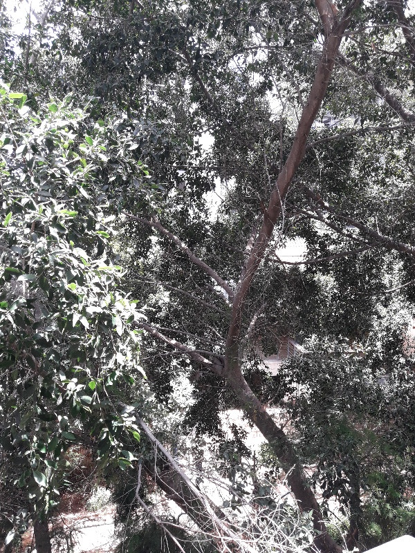 קריניצי  - 3