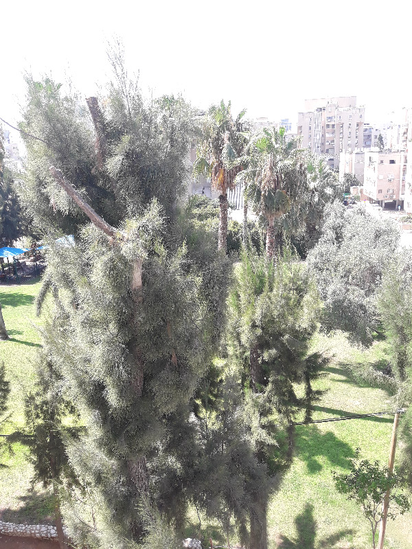 פנקס  - 4