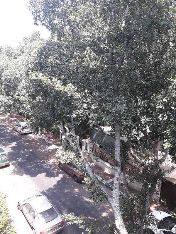 טייבר - 4