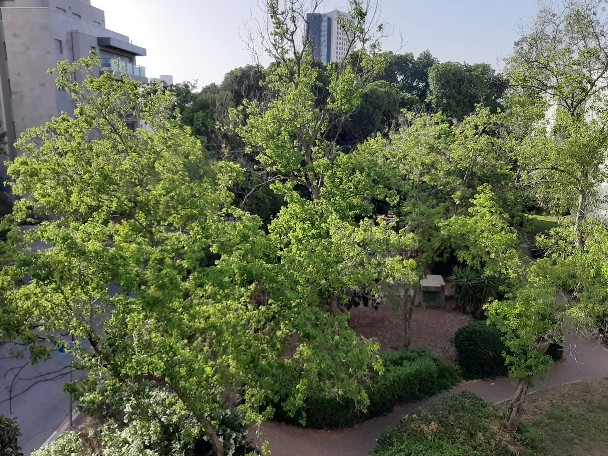 גונן  - 2