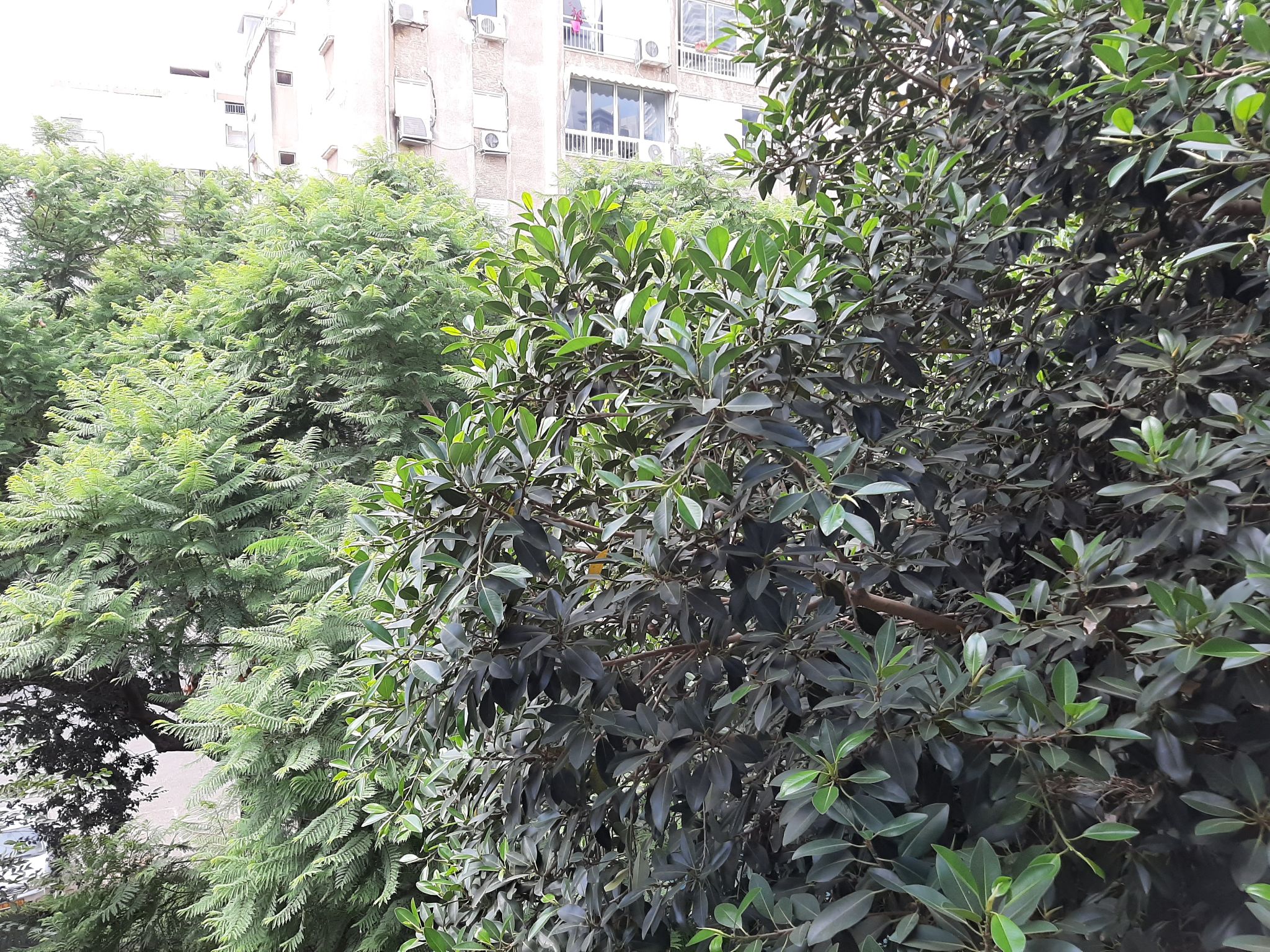 עליית הנוער  - 2