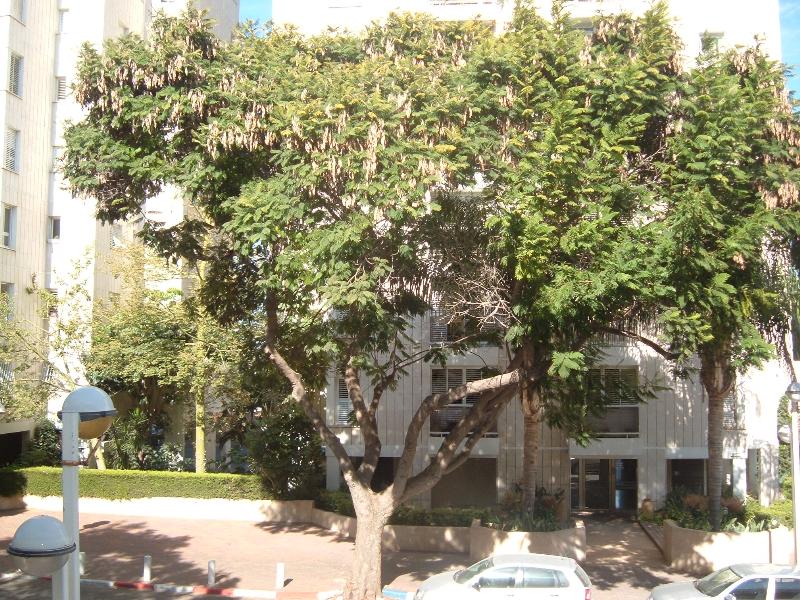 בן צבי - 2
