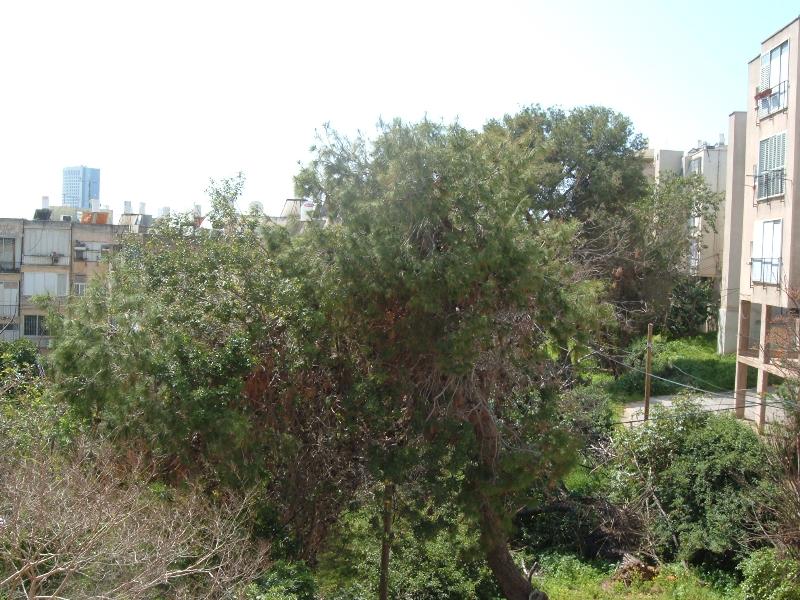 ויצמן - 7