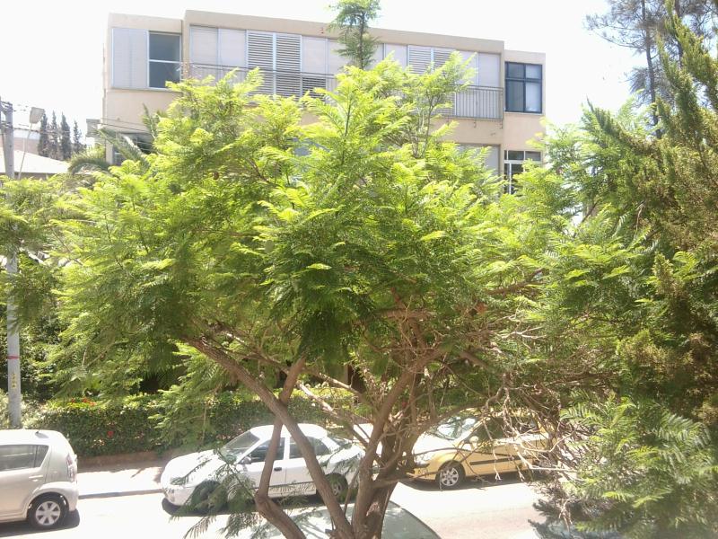 המרי - 2